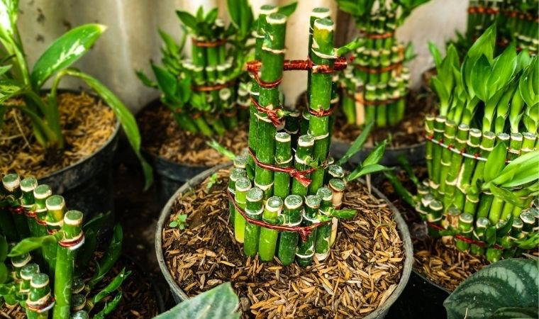 Doğanın enerjisini evinize taşıyın: Evinizde kolayca yetiştirebileceğiniz 10 bitki