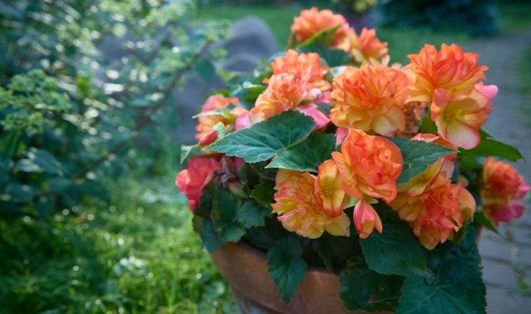 Doğanın enerjisini evinize taşıyın: Evinizde kolayca yetiştirebileceğiniz 10 bitki