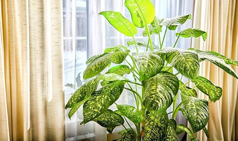 Doğanın enerjisini evinize taşıyın: Evinizde kolayca yetiştirebileceğiniz 10 bitki