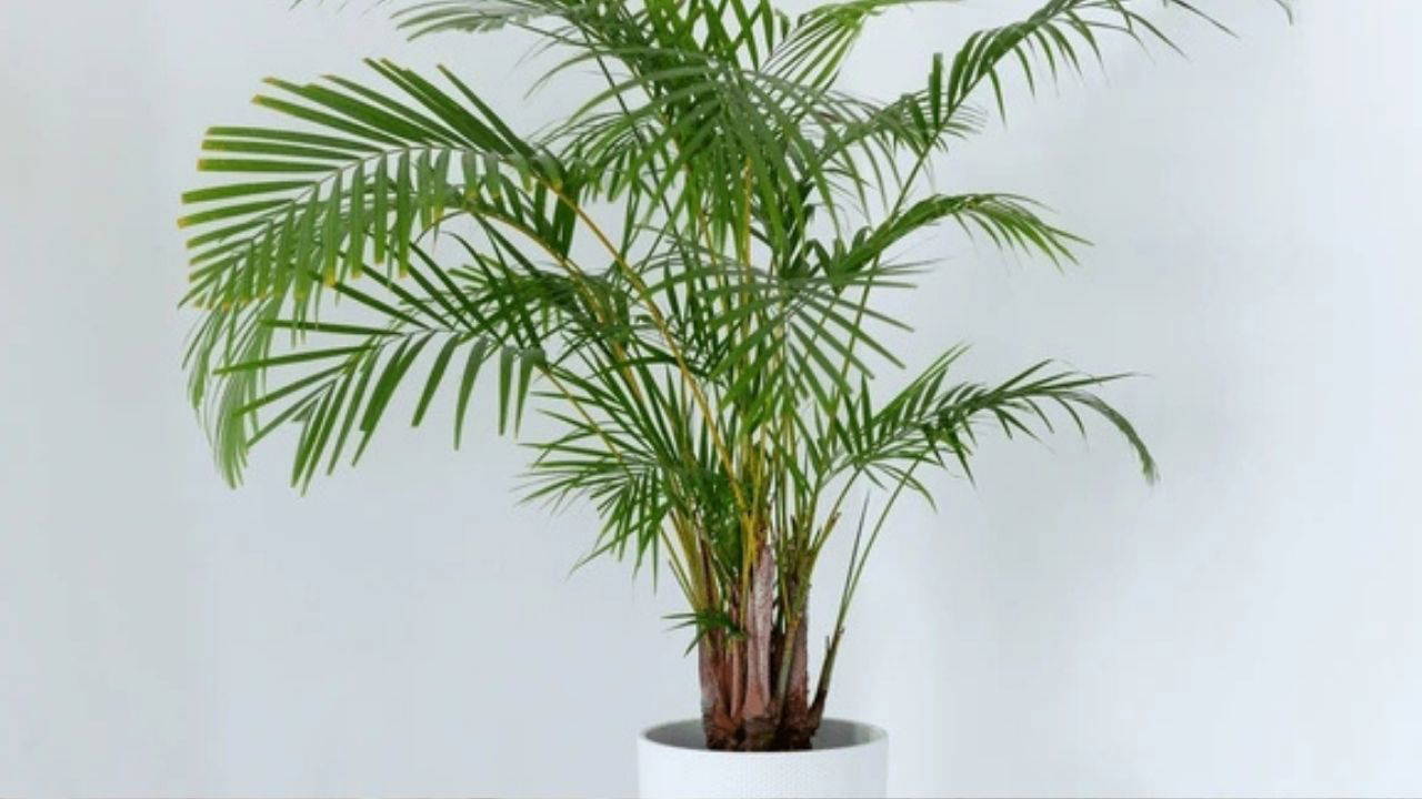 Doğal ferahlığın etkili yolu: Evin havasını tertemiz yapan 7 bitki