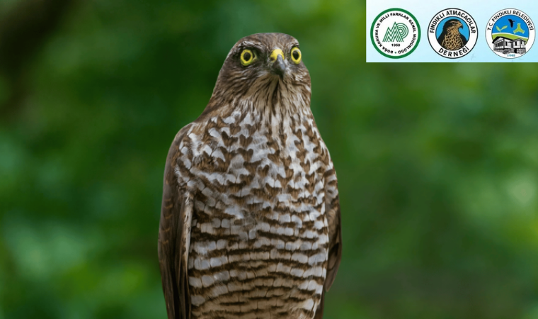 Doğanın zarif avcıları özgürlüğe kanat çırptı: “2025 Doğaya Atmaca Salım Şenliği” Fındıklı’da yapıldı