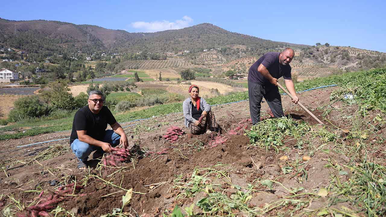 İsmi gibi tadıyla da dikkat çekiyor! Hasadı Antakya'da başladı: Tarlada tanesi 35 TL!