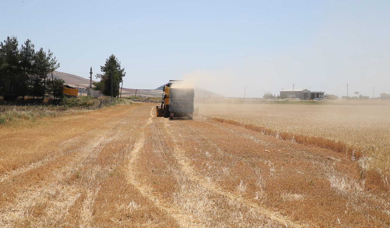 Adıyaman'da ilk hasat başladı: Rekolte yarıya yarıya düştü...