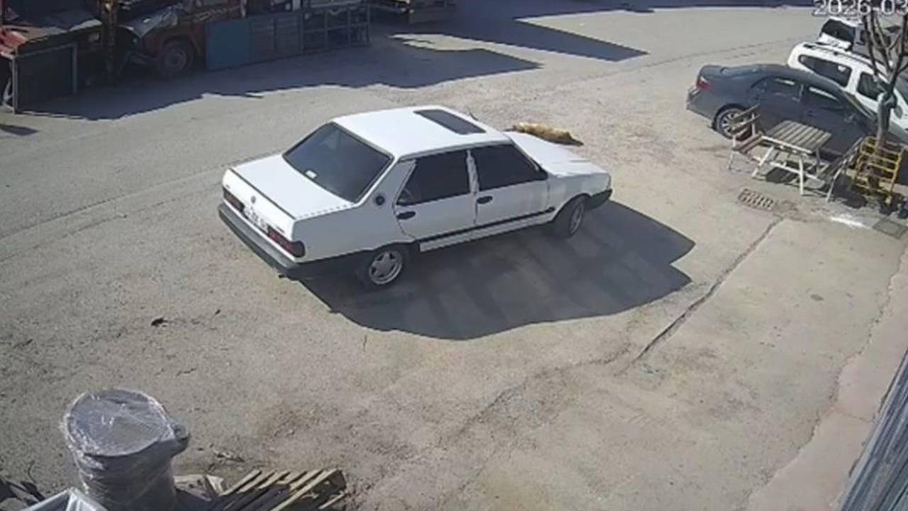 Yolda yatan köpeği ezdi, arkasına bakmadan uzaklaştı!