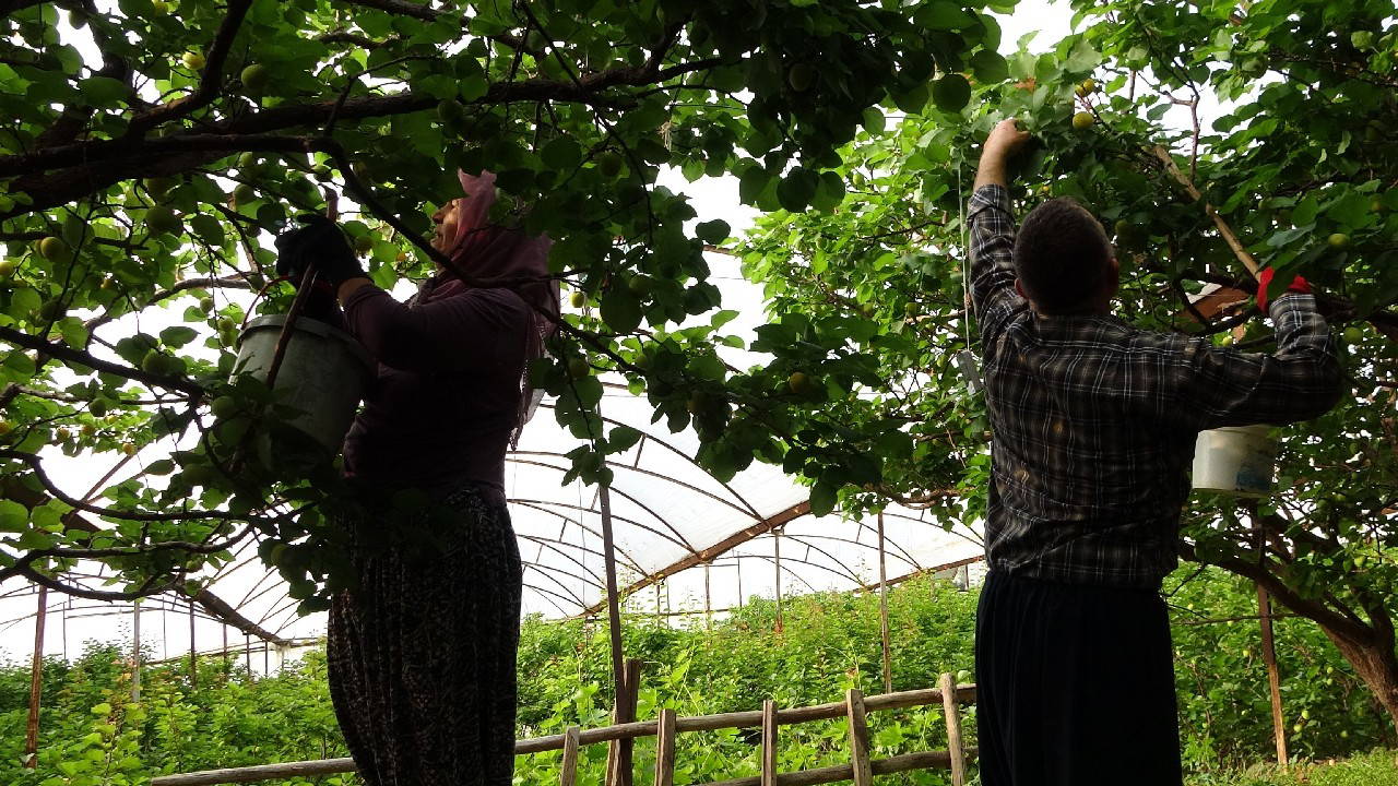 Mersin'de hasat gecikti: Tek tek elden geçirilerek hale gönderildi