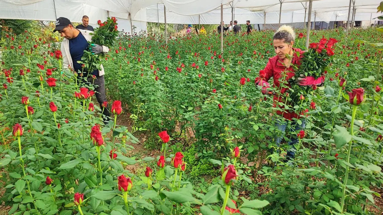 Dönüm maliyeti 100 bin lira: Sera da 10 TL, dükkanda 10 katına satılıyor...