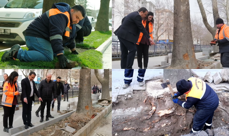 Kastamonu Belediyesinden ağaçlar için yeşil bant çalışması