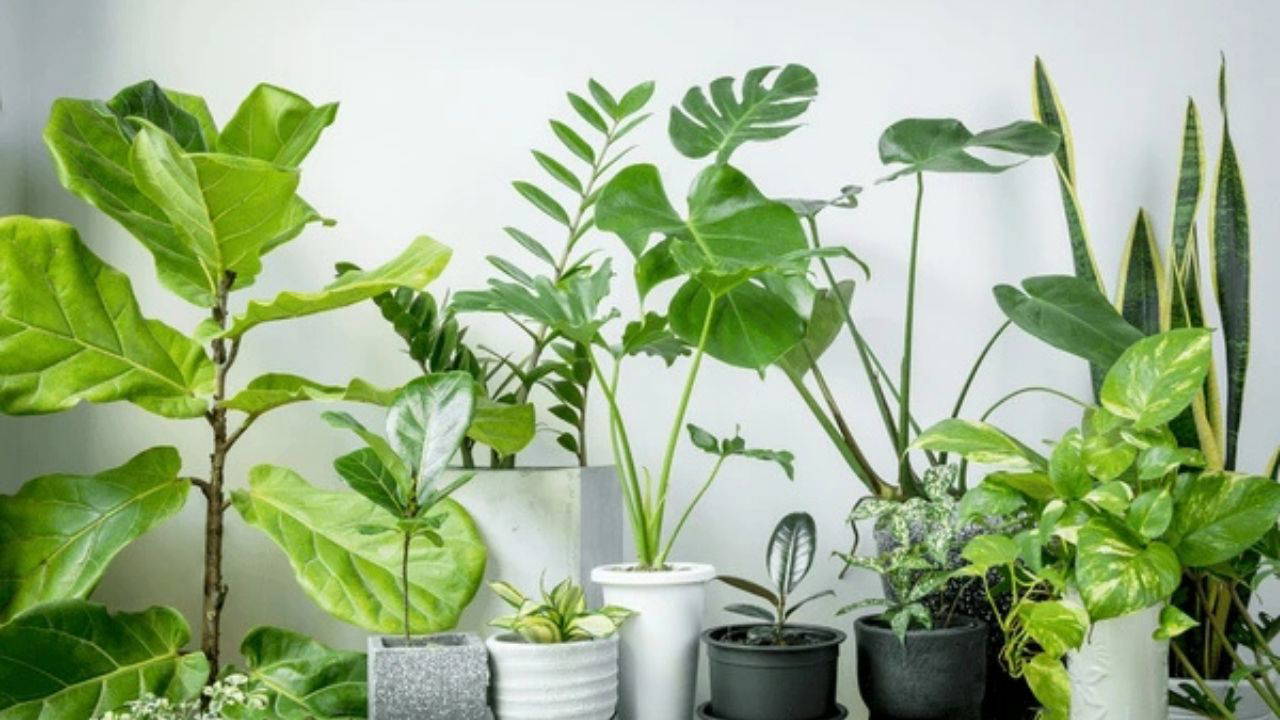 Doğal ferahlığın etkili yolu: Evin havasını tertemiz yapan 7 bitki