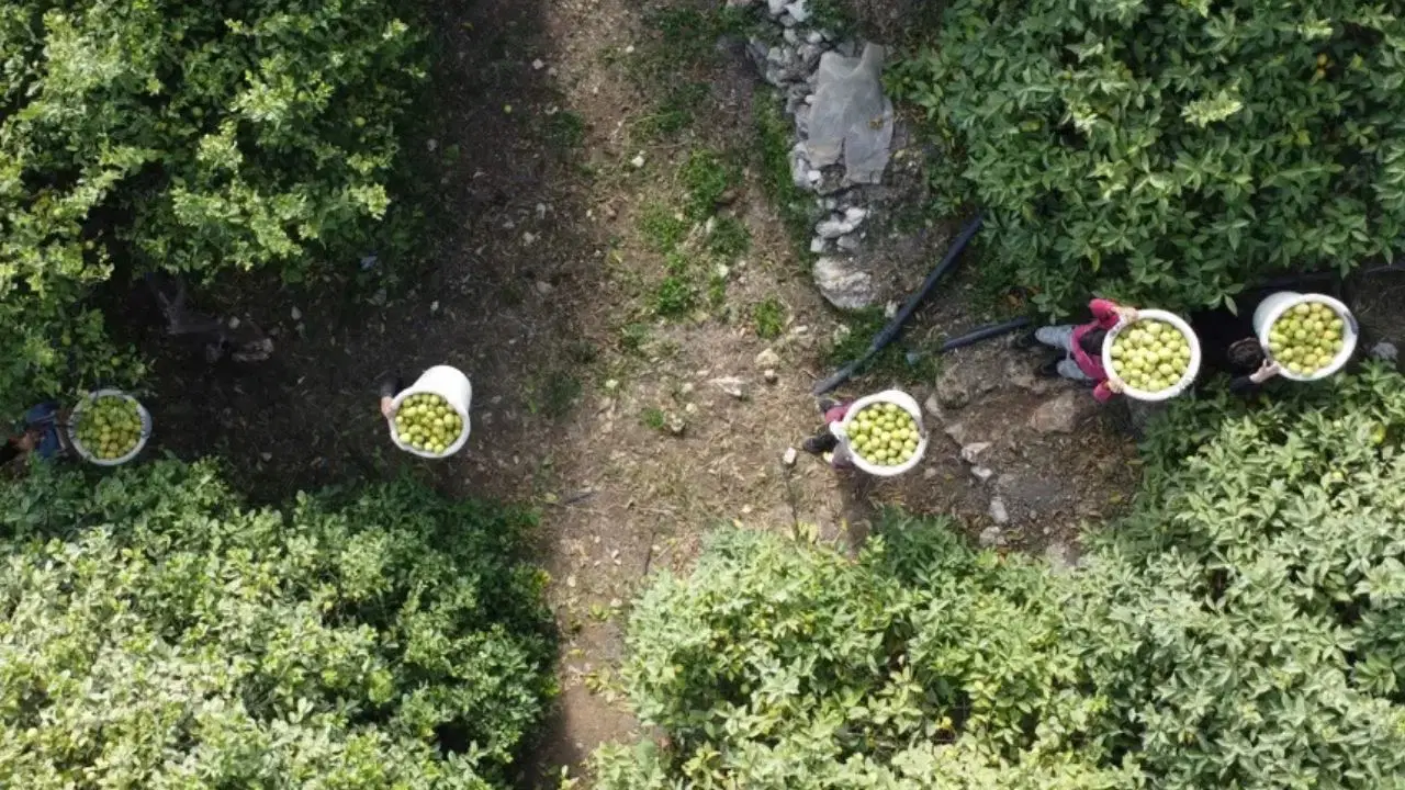 Mersin'de hasat başladı: Bahçede fiyatı 40 TL