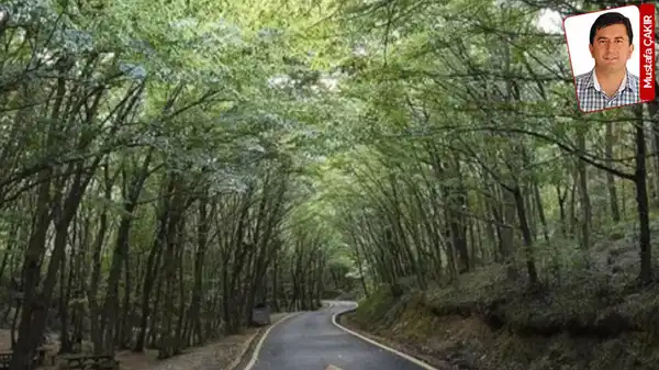 Şile Orman Müdürlüğü, Atatürk Ormanı’nın yanındaki alanın satışında sakınca görmedi: Ağaçla kaplı ama orman değilmiş!