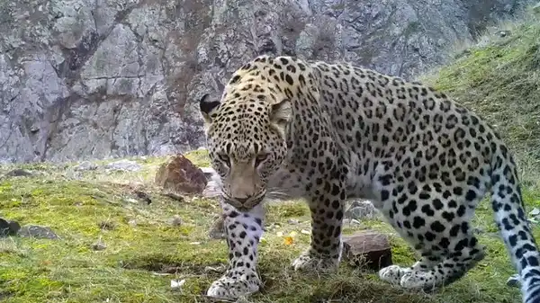 Neslinin tükendiği düşünülüyordu... Anadolu parsına zarar vermenin cezası 45 milyon TL