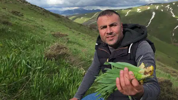 Bitlis dağlarında gecikmeli hasat: Sarp yamaçlarda toplanıyor, faydası saymakla bitmiyor...