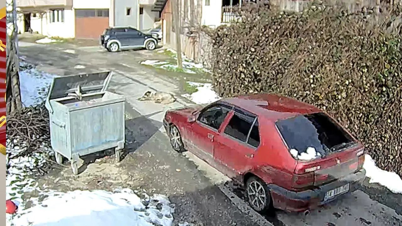 Yolda yatarken otomobilin ezdiği köpeğin, daha önce tüfekle de vurulduğu ortaya çıktı