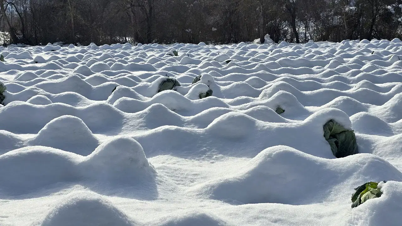 Geleneksel yöntemler ile yetişiyor: Eskipazar'ın yöresel lezzetinde  1250 ton rekolte bekleniyor
