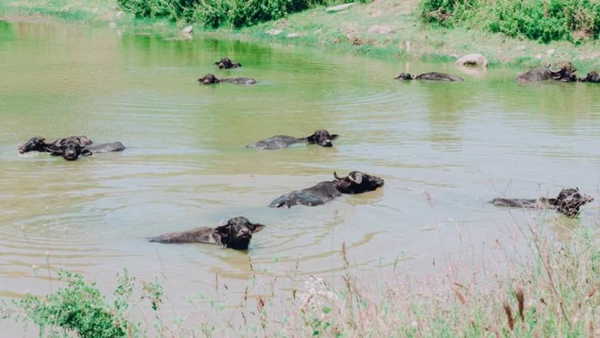 Mandalar ve sulak alanlar için festival