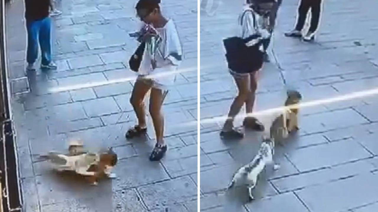 Fatih’te esnafın maskotu 'Muhtar' isimli kedi, sahipli köpeğe saldırdı