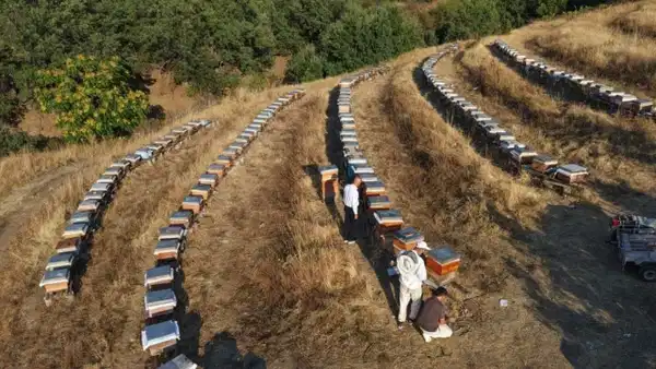 Doğanın bereketi bala yansıdı: Rekoltede yüzde 20 artış