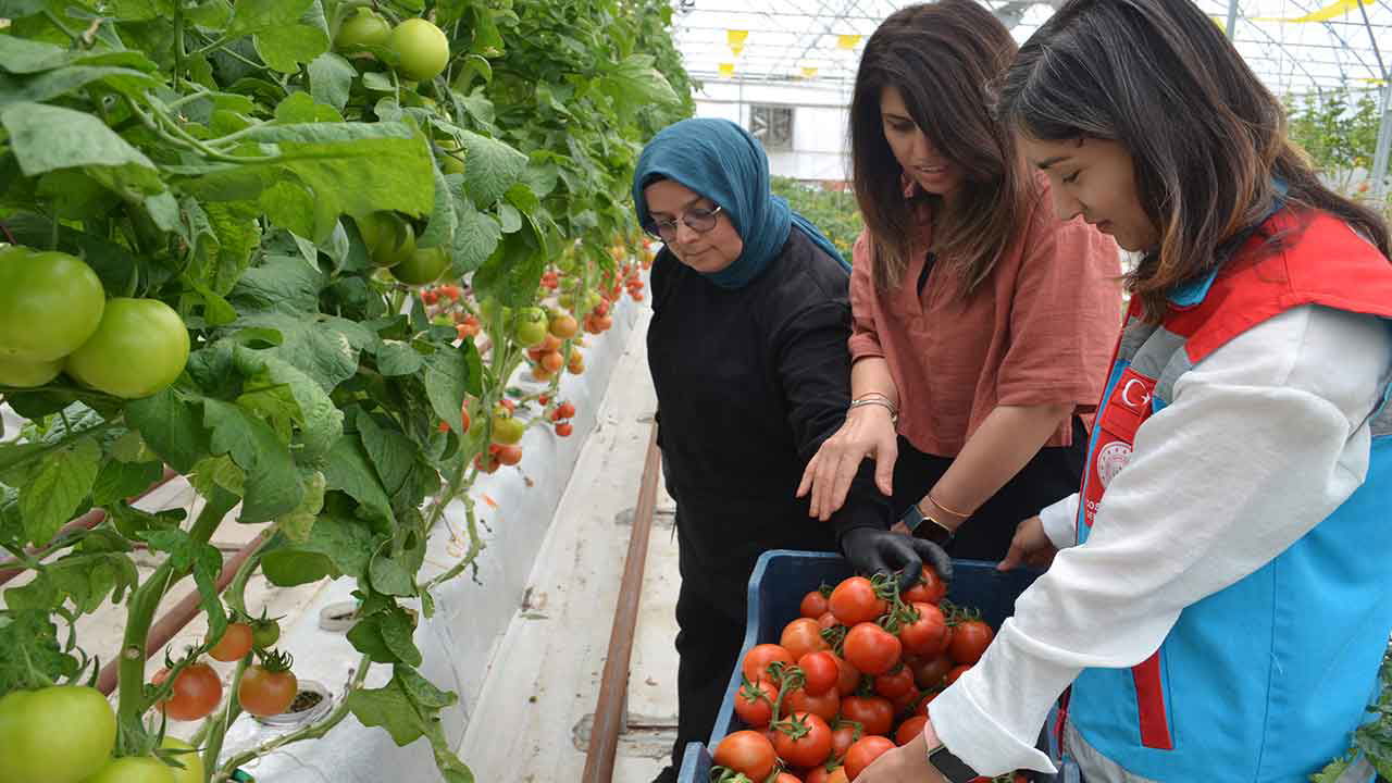 Bu yıl üçüncü kez hasadı başladı: Volkanik cürufla yetiştiriliyor...