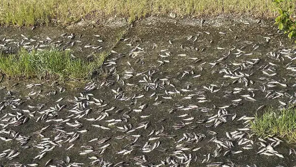 Tekirdağ'da korkutan görüntü: Ulaş Göleti'nde binlerce balık öldü!