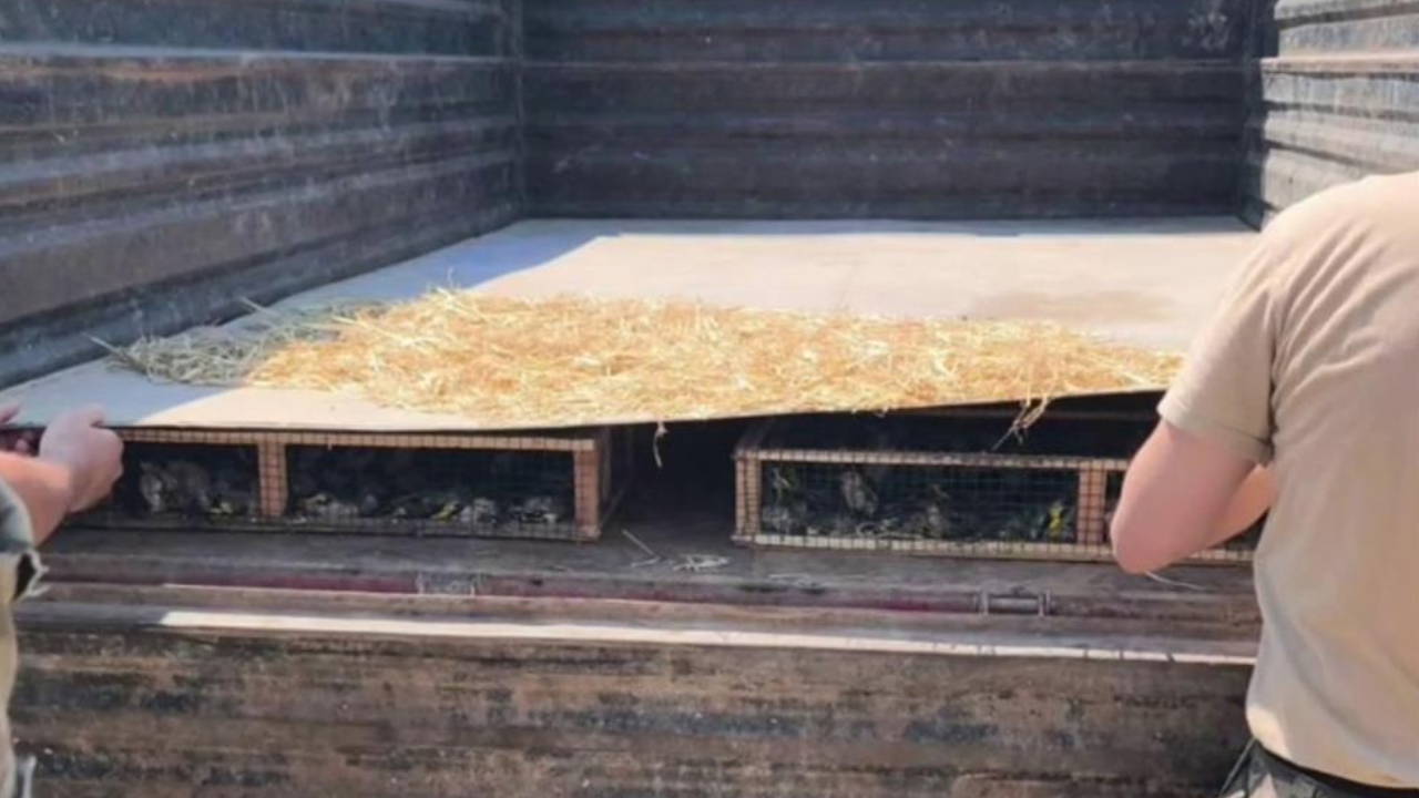 Suriye’ye geçirilmek istenen 2 bin 114 saka kuşuna 19 milyon 871 bin TL ceza