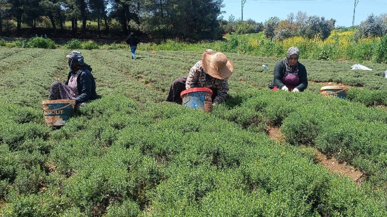 Hasat başladı, kokusu şehri sardı: Kekik sanıyorlar! Dağlardan sofralara 'yeşil altın' yolculuğu