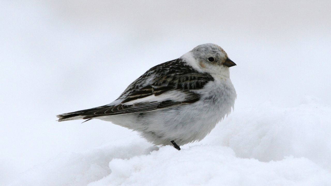 Kar kirazı kuşu nedir? Kar kirazı kuşu gerçekte var mı?