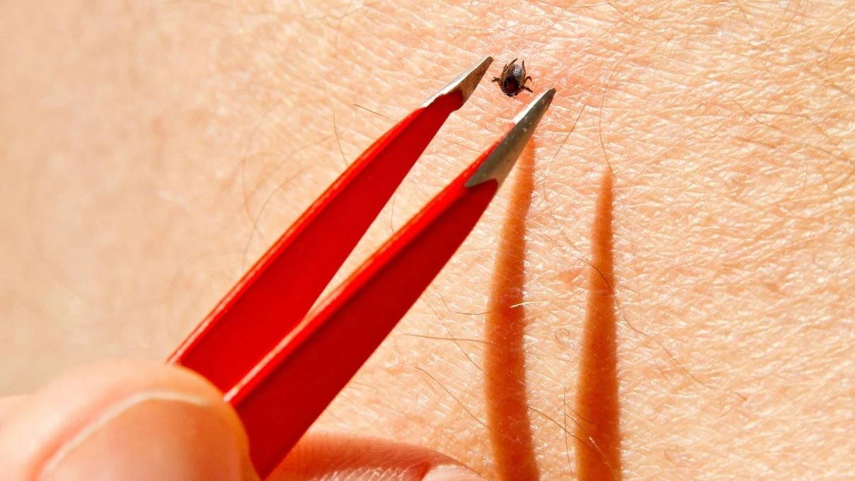 Kene kâbusu geri döndü: Kırım Kongo Kanamalı Ateşi hakkında bilmeniz gereken her şey!