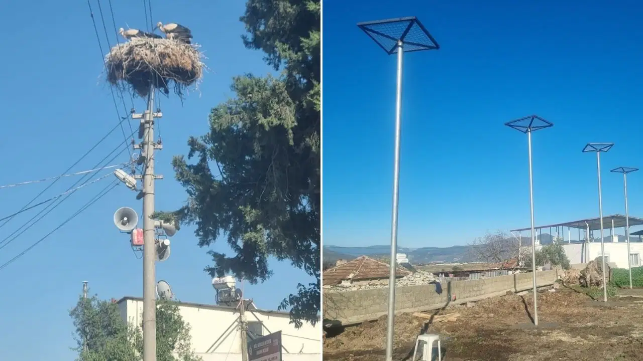 Muğla Büyükşehir Belediyesi'nden leylekler için güvenli yuva