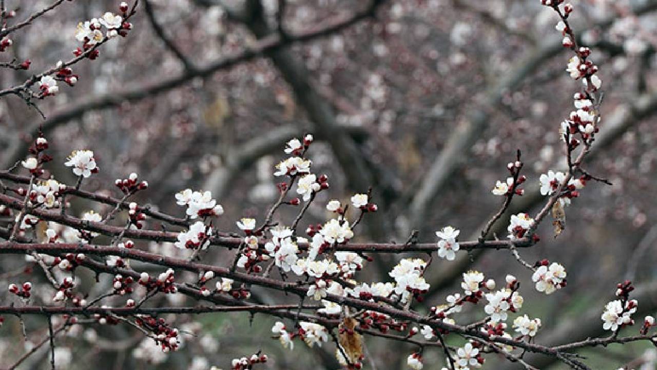 Geçen yıl hasat edilememişti! Bu yıl 13 bin ton rekolte bekleniyor...