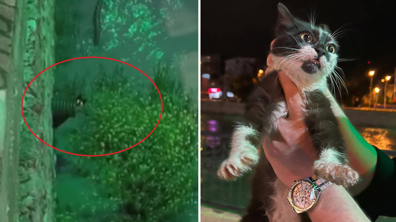 Özel düzenek kuruldu: Yeşilırmak kıyısında mahsur kalan kedi kurtarıldı