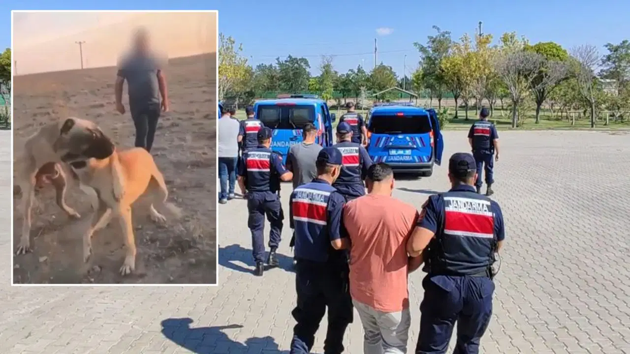 Köpekleri dövüştürüp sosyal medyada görüntüsünü paylaştılar: 3 şüpheliye gözaltı