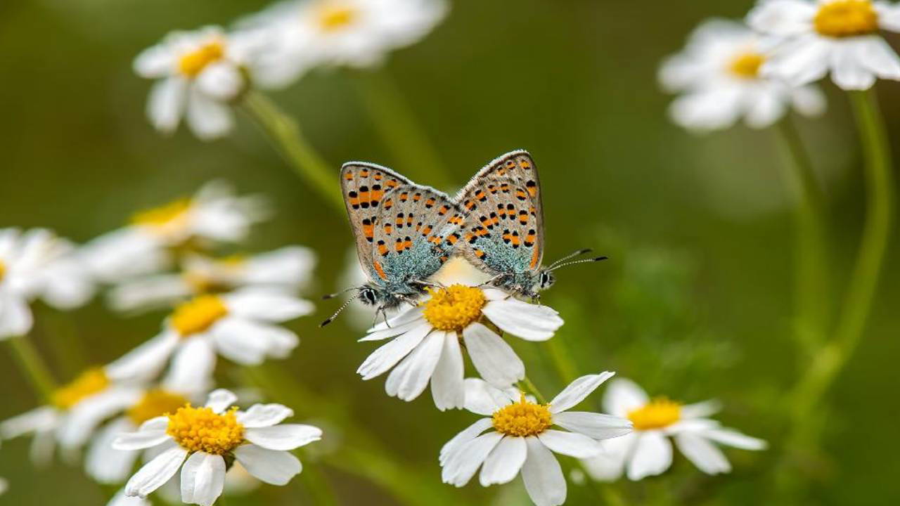 Kelebekler, kentlerin ekolojik kalitesini gösteriyor: Kelebekler bize ne söylüyor?