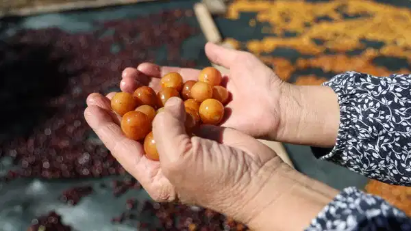 60 liraya alıcı bulamadı, 100 liralık katma değerli ürüne dönüştü! Adana ve Mersin'den talep yağıyor