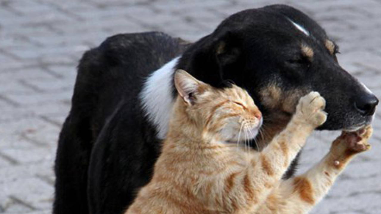 'Aç kalmış hayvanlar, kamu sağlığını da tehdit edebilir' 