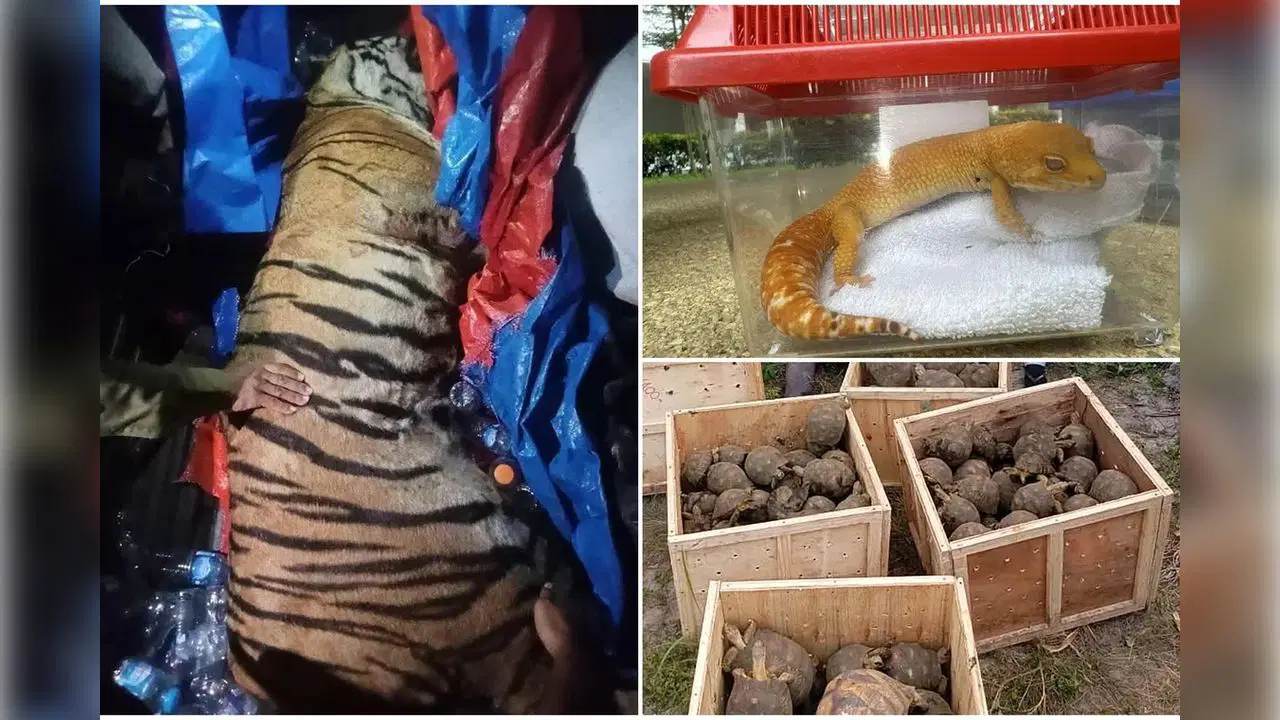 Interpol’den tarihi 'hayvan kaçakçılığı' operasyonu