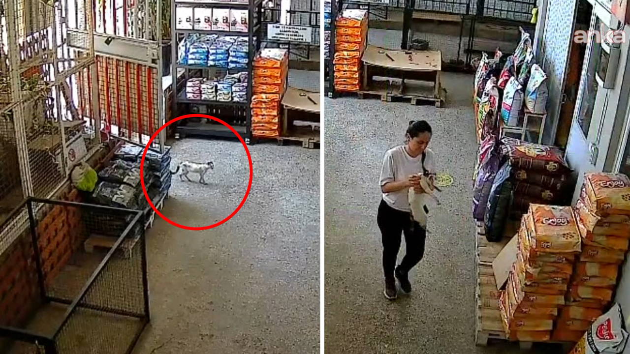 Yürekleri ısıtan görüntü... Hastalanan kedi veterinere sığındı: 'Kendini bahçemizden içeri atarak bizden yardım istedi'