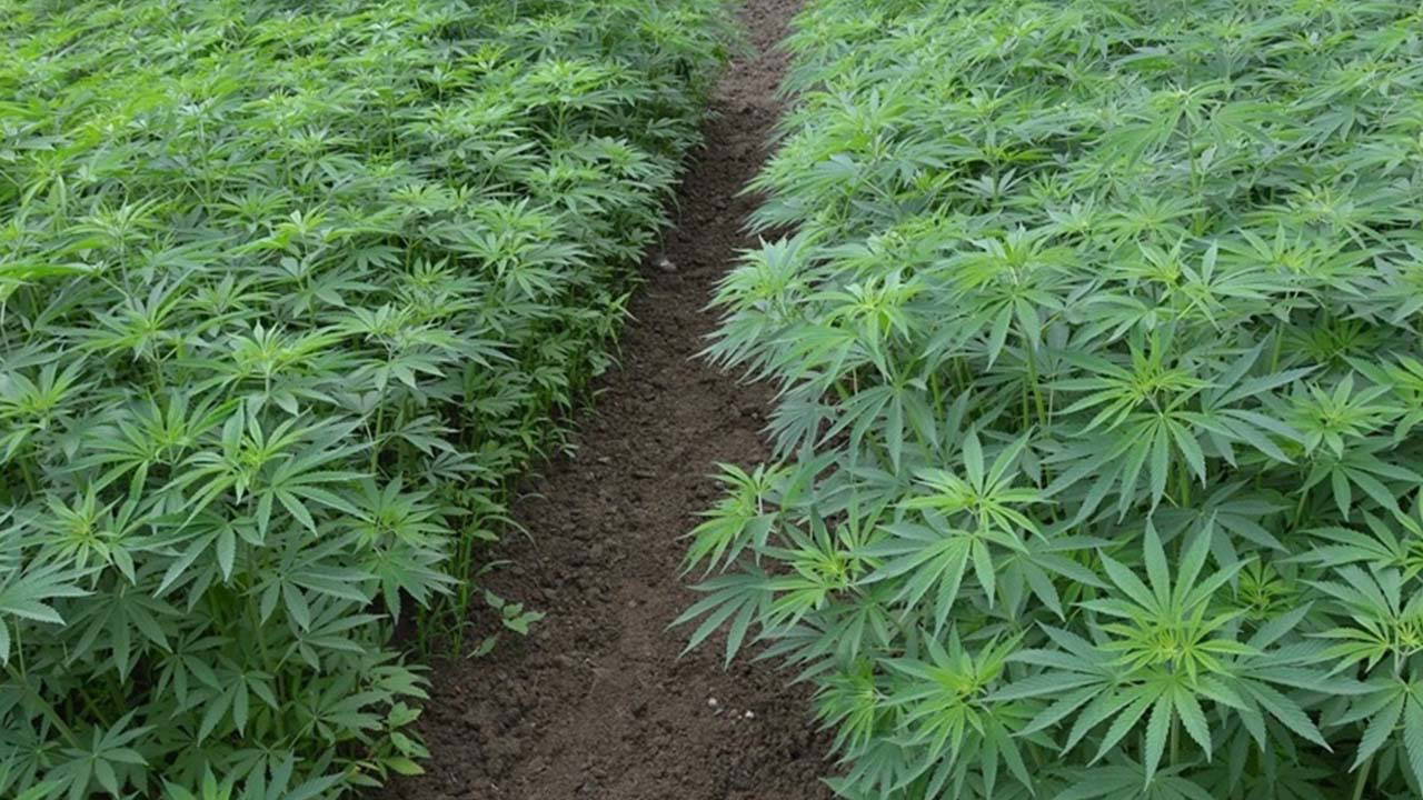 Manisa'da evde sera kurarak kenevir yetiştiren 2 şüpheli yakalandı