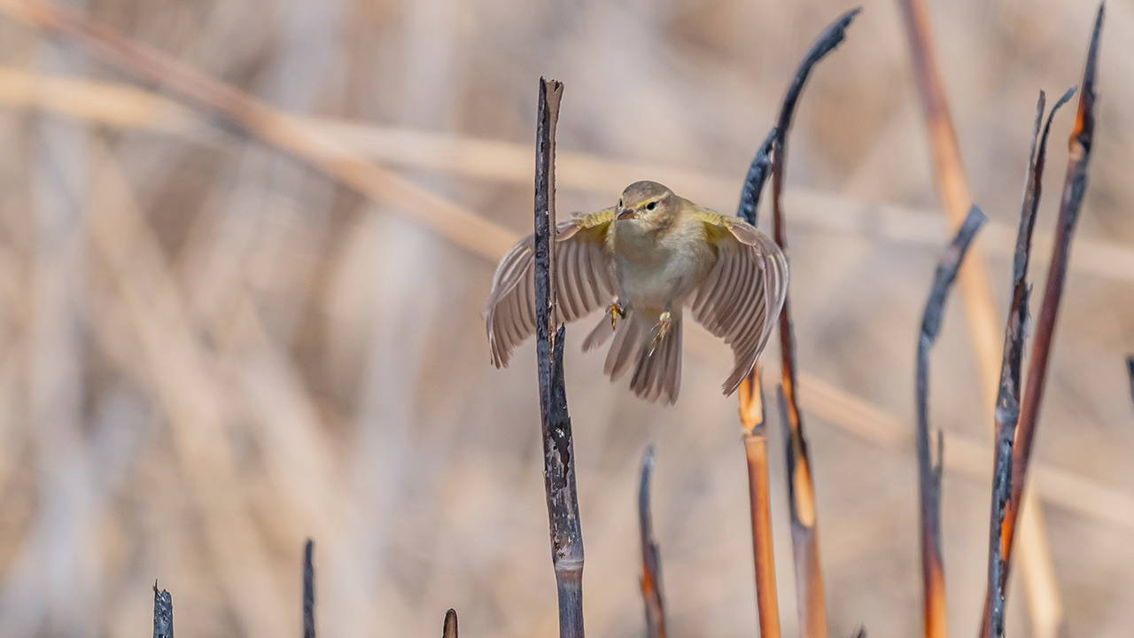 İskandinav yarımadasından göçen çıvgın kuşu, Diyarbakır’da görüntülendi