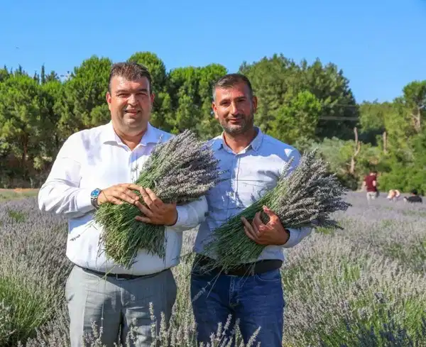 Seferihisar’da Lavanta Hasat Şenliği için geri sayım başladı