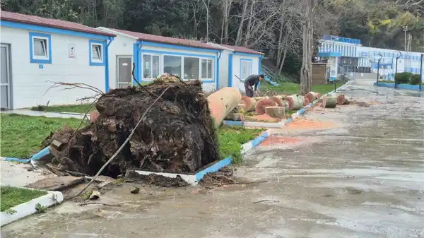 Zonguldak'ta kuvvetli rüzgar: 90 yaşındaki çınar ağacı devrildi