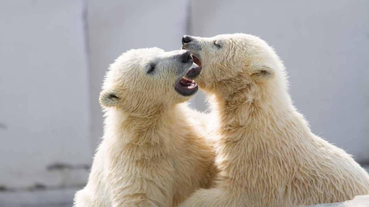 Bilim dünyasını sarsan araştırma... Kutup ayıları bile öpüşüyor!
