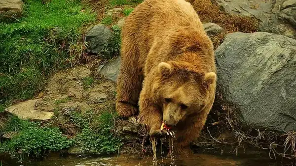 Uzmanından popülasyonu artan ayılar için ‘önlem alınmalı’ uyarısı
