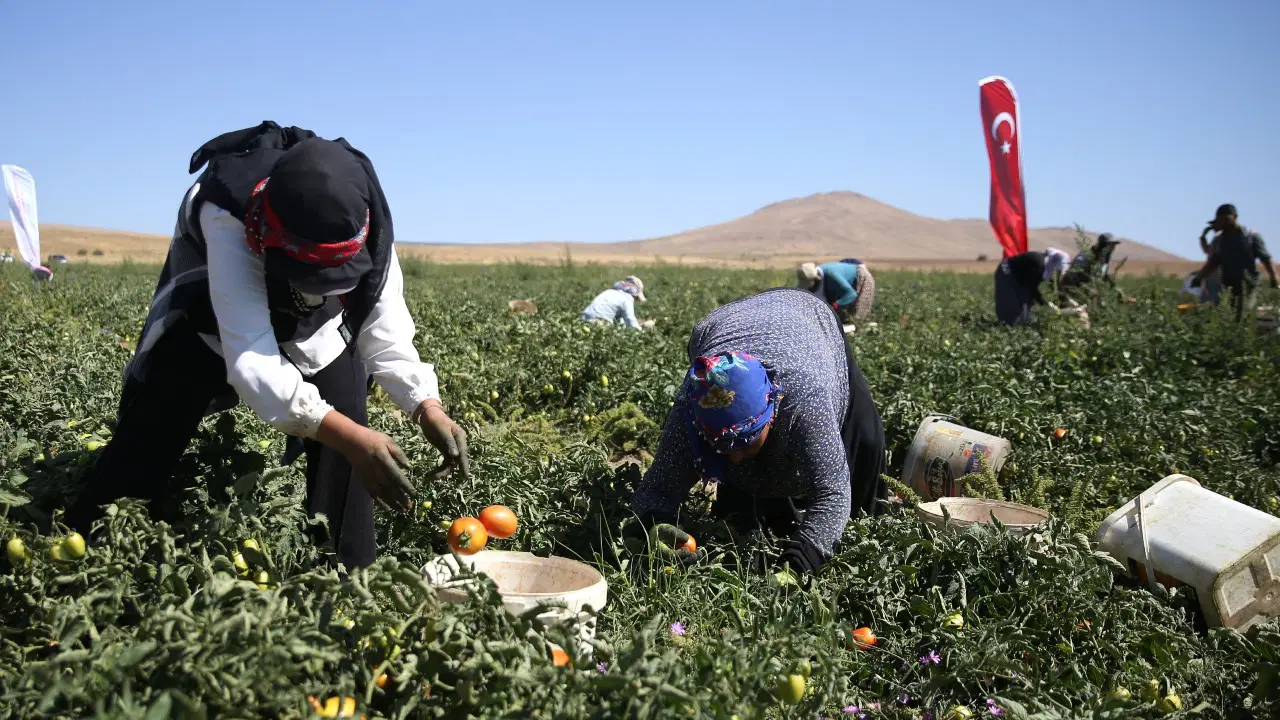 Nemrut Dağı eteklerinde hasat ediliyor: 600 dekarlık alanda yetişiyor...