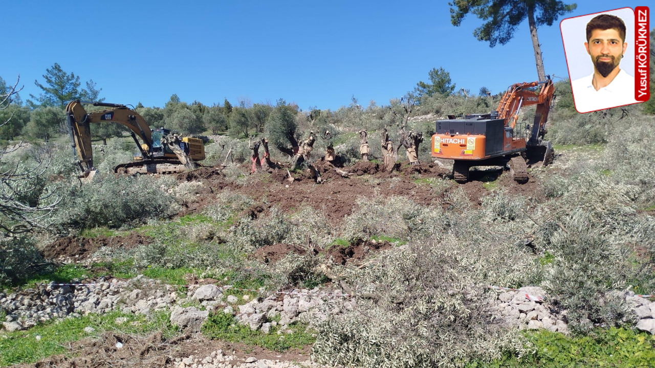 Akbelen Ormanları'nda maden için 5 binden fazla zeytin ağacı sökülecek