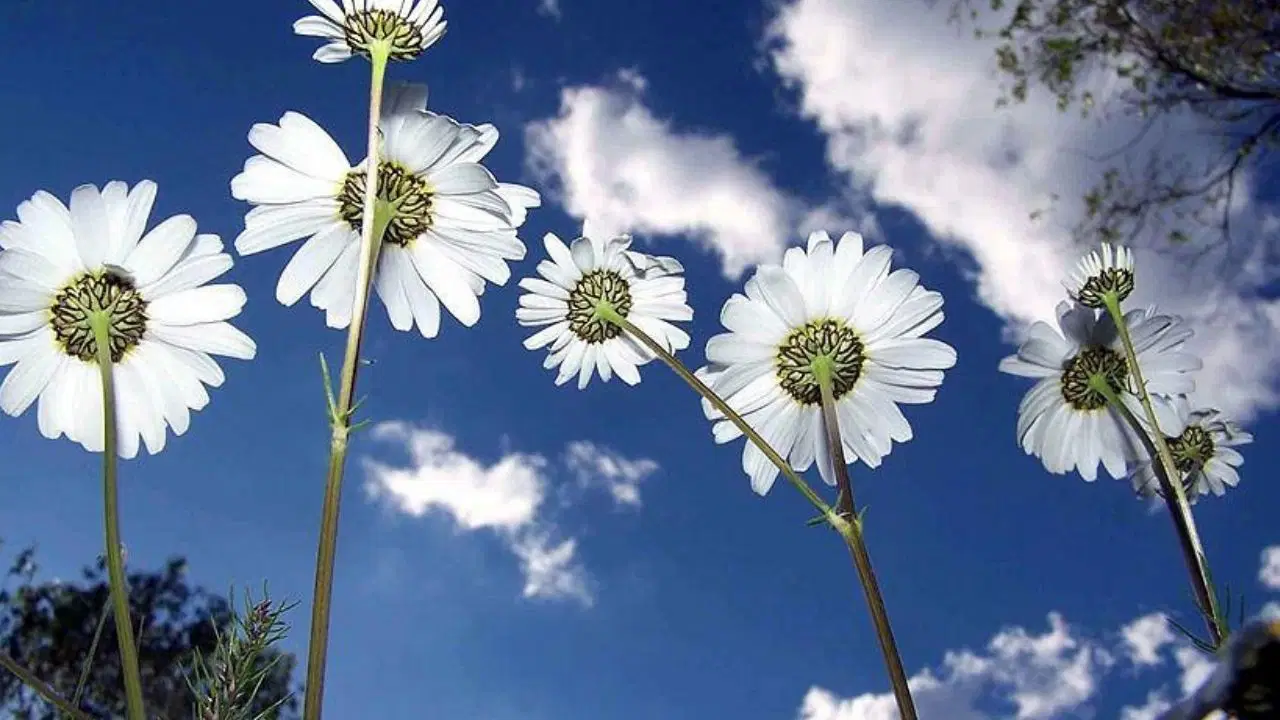Cemre ne zaman düşecek? İlk cemre ne zaman düşecek?