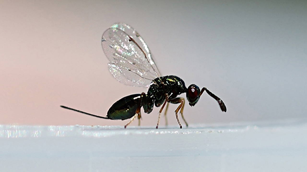 'Biyolojik ordu' hazır: 10 bin avcı böcek doğaya salınacak