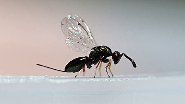 'Biyolojik ordu' hazır: 10 bin avcı böcek doğaya salınacak