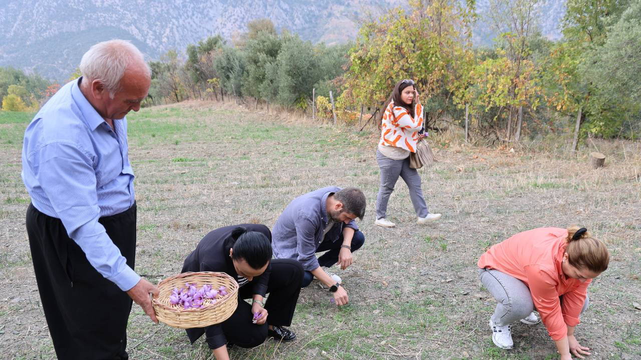 Dünyanın en pahalı baharatı Adana'da hasat edildi! 140 bin çiçekten 1 kilo çıkıyor...