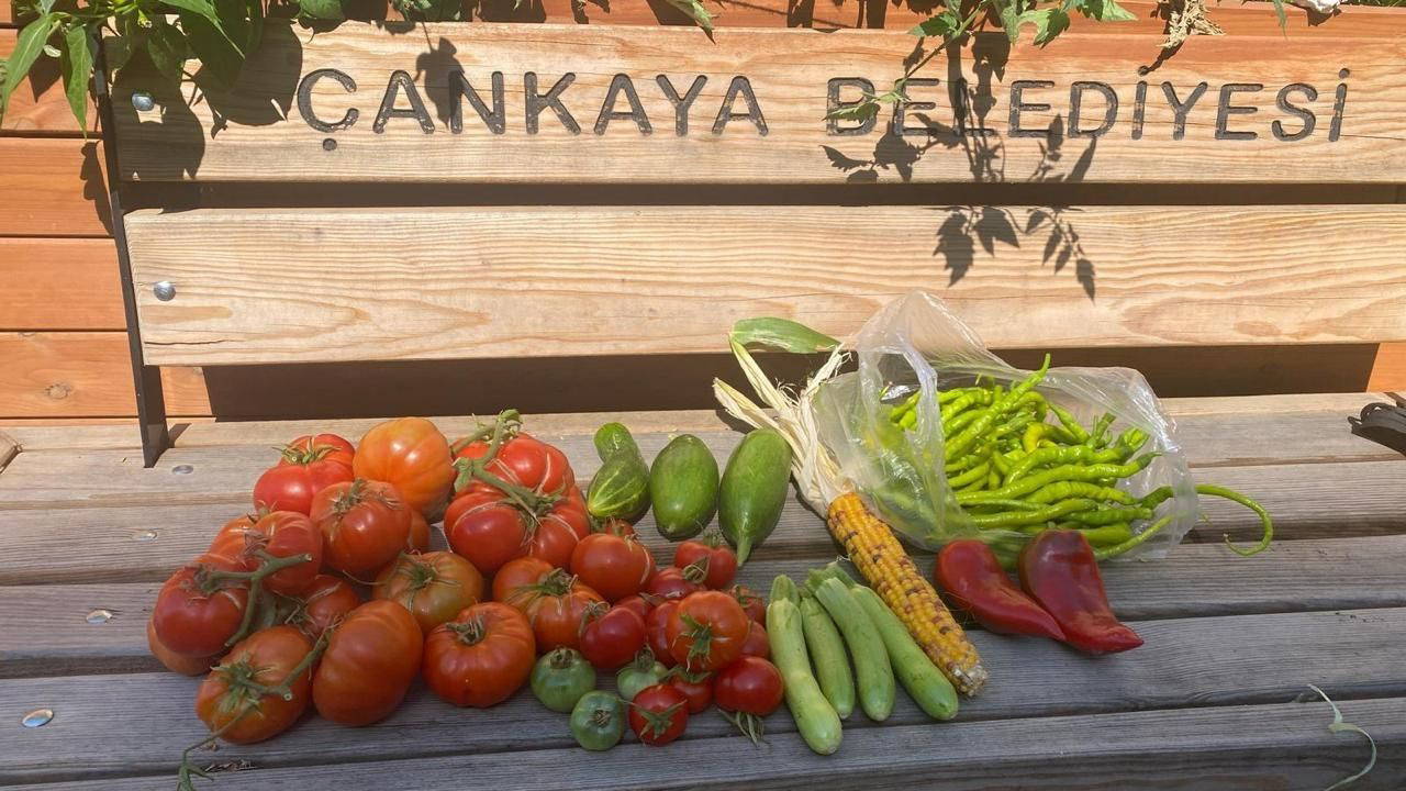 Şehrin Ortasında Toprağın Nefesi: Çankaya Kent Bostanları’nda Eğitim, Üretim, Paylaşım