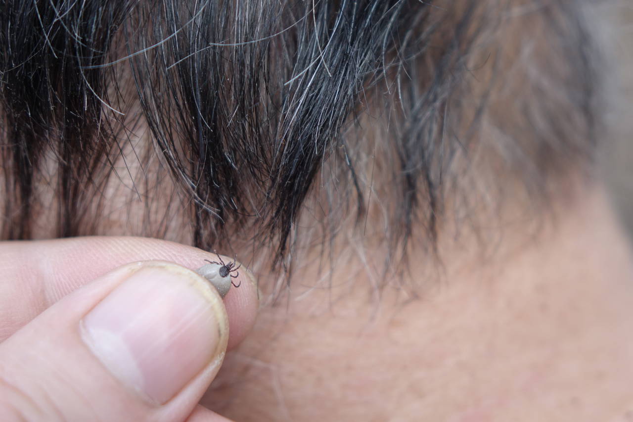 Kene kâbusu geri döndü: Kırım Kongo Kanamalı Ateşi hakkında bilmeniz gereken her şey!